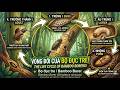 bọ đục tre-Bamboo borer