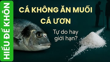 Cá không ăn muối cá ươn – Tự do hay giới hạn? | Hiểu Để Khôn - Giải Mã Tục Ngữ