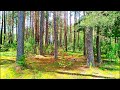 Forest Healing Sounds 🌲 Deep Relaxation with Birdsong & Nature Music