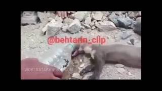 Extremely Dehydrated Mongoose Gets Saved While At The Brink Of Death!