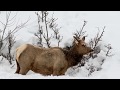 Yellowstone National Park Kingwood Photo Club January 2017