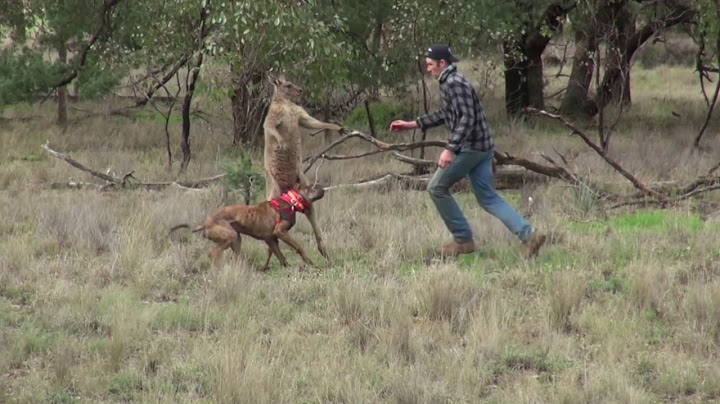 Hombre  defiende a su perro de Canguro -  Man punches a kangaroo in the face to rescue his dog
