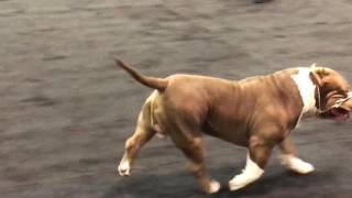 2016 ABKC Nationals Standard Champion Class Winner Rocko!