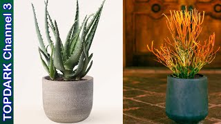 15 Cactus y Suculentas que se Pueden Cultivar en Arena