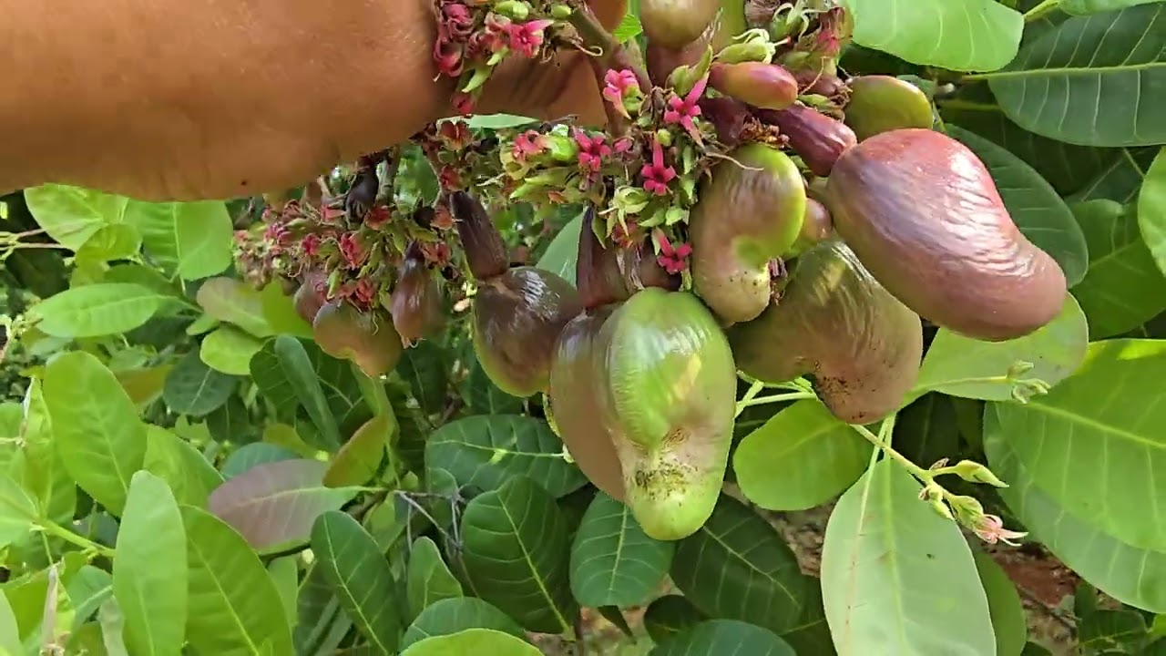 Đôi nét về Giống điều AB 0508 