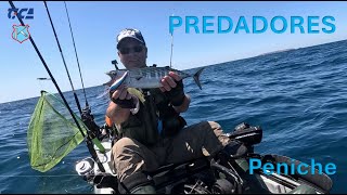 PREDADORES - Pesca em Peniche