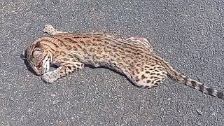 Download Lagu Ze dachten dat ze een gewond luipaardbaby op de weg hadden gered, maar de waarheid was verrassend. MP3 Download Lagu Ze dachten dat ze een gewond luipaardbaby op de weg hadden gered, maar de waarheid was verrassend. MP3