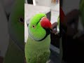 parrot talking 🦜 l Green parrot #shortsfeed #shortvideo #shorts #parrot #parrottalking #birds