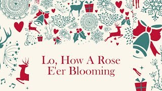 Lo, How A Rose E'er Blooming (Sheet Music)