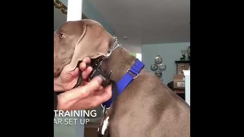 Prong and Ecollar set up on your dog
