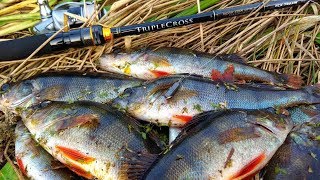 Джиг Риг и Танта — УБОЙНОЕ СОЧЕТАНИЕ! Ловля окуня на спиннинг Рыбалка осенью
