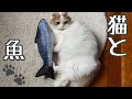リアルな魚のおもちゃが大好きで蹴りまくる猫 Cat loves fish toy and kicks a lot