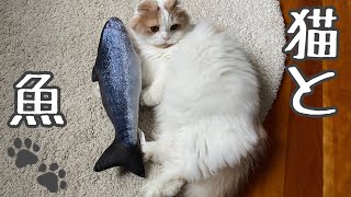 リアルな魚のおもちゃが大好きで蹴りまくる猫 Cat loves fish toy and kicks a lot