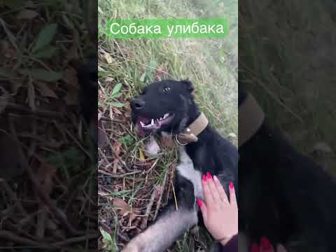 Радость собаки после разлуки с хозяином САО