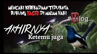 MENCARI KEBERADAAN TIDURNYA BURUNG KACER DI MALAM HARI