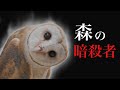 【恐怖】フクロウの裏の顔