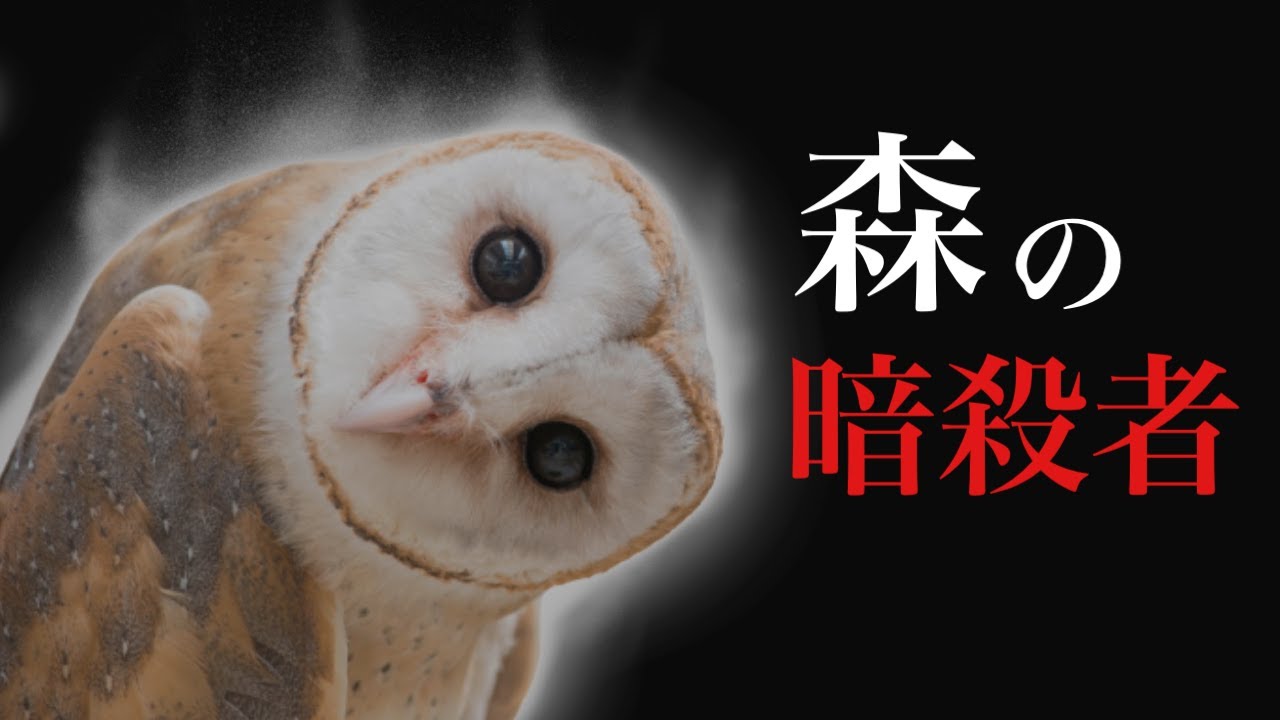 【恐怖】フクロウの裏の顔