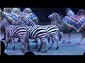 Circus. The show of different animals. Camels and zebras