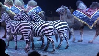 Circus. The show of different animals. Camels and zebras