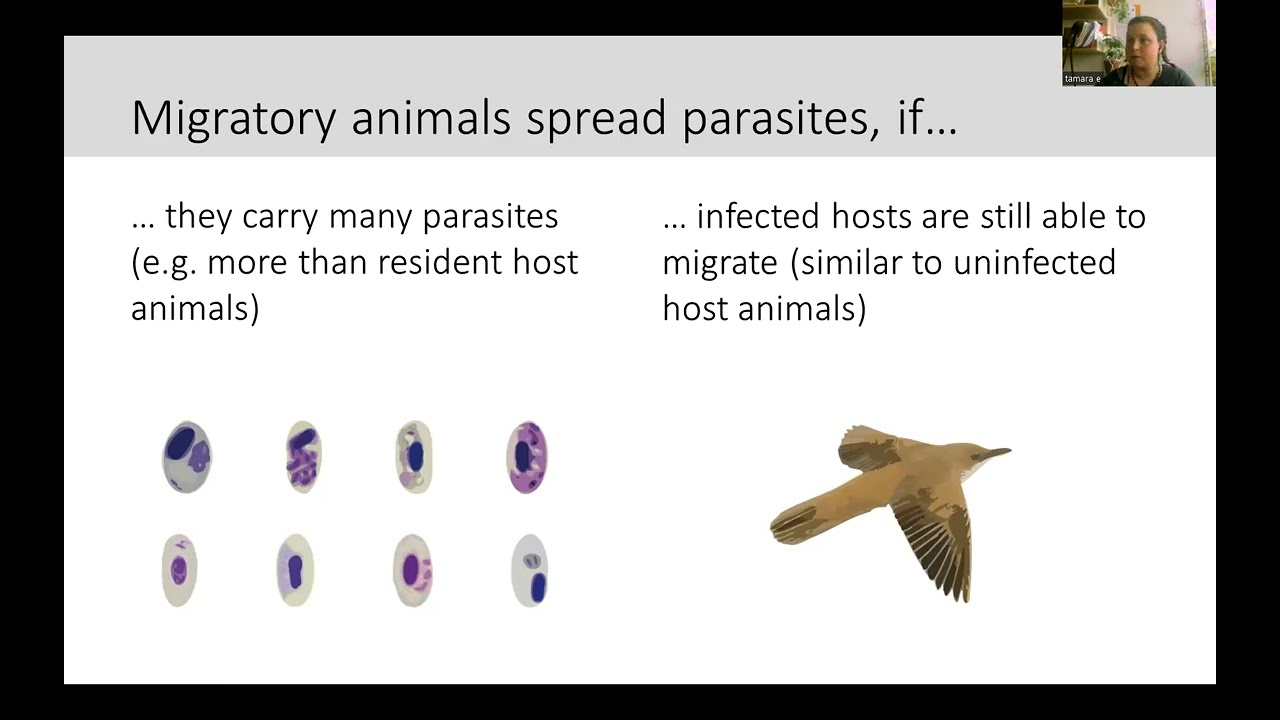 Avian malaria and migratory decisions