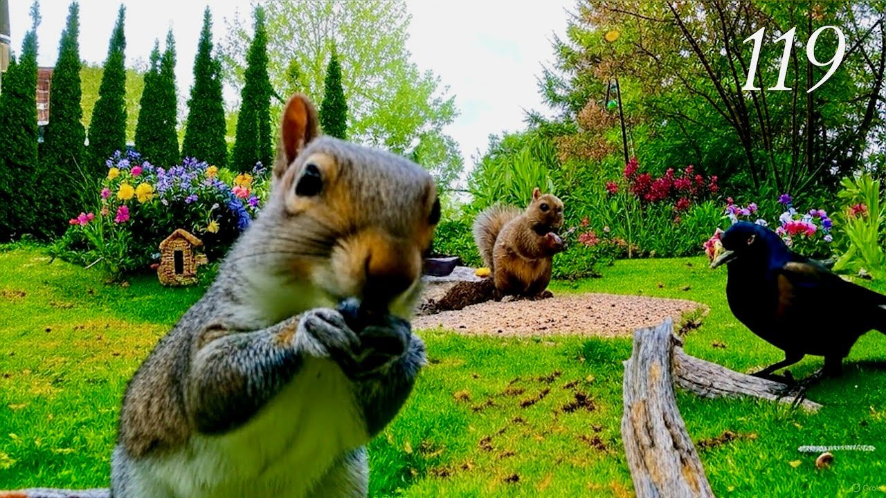 TV for Cats: Chipmunks, Birds and Squirrels in a Beautiful Garden, 4K. Ep 119
