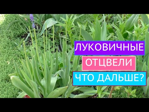 Видео: Что такое перуанский нарцисс - узнайте об уходе за перуанскими нарциссами в саду