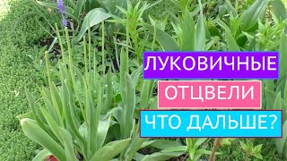 ЧТО ДЕЛАТЬ С ЛУКОВИЧНЫМИ ПОСЛЕ ЦВЕТЕНИЯ? КАК СОХРАНИТЬ ИХ ДО СЛЕДУЮЩЕГО ГОДА?