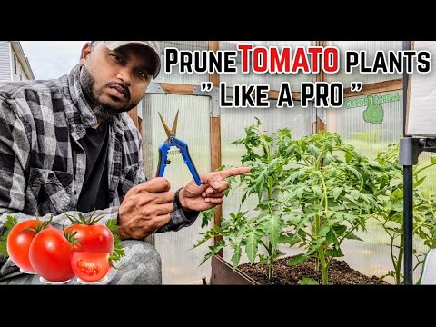 How to prune
