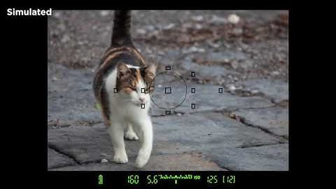 Canon EOS 6D On Camera Tutorials   Auto Focus System Basics