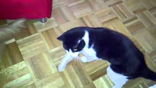 Zorro Cat Is Going Insane With Cat Catcher Toy