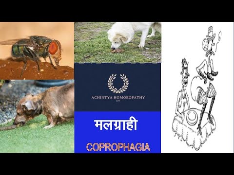 Video: Coprophagia Och Hur Det Relaterar Till Matsmältningsenzymbrist Hos Hundar