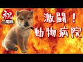 【京の柴犬】激闘！動物病院(笑)　てんちゃん二周年大感謝祭！　第三弾