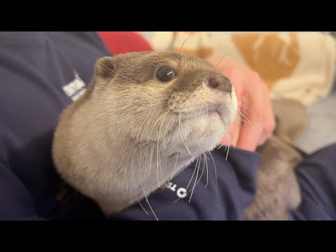 夢中になる時と冷める時のスピードが早すぎるカワウソ otter that goes obsessed and cools down too quickly