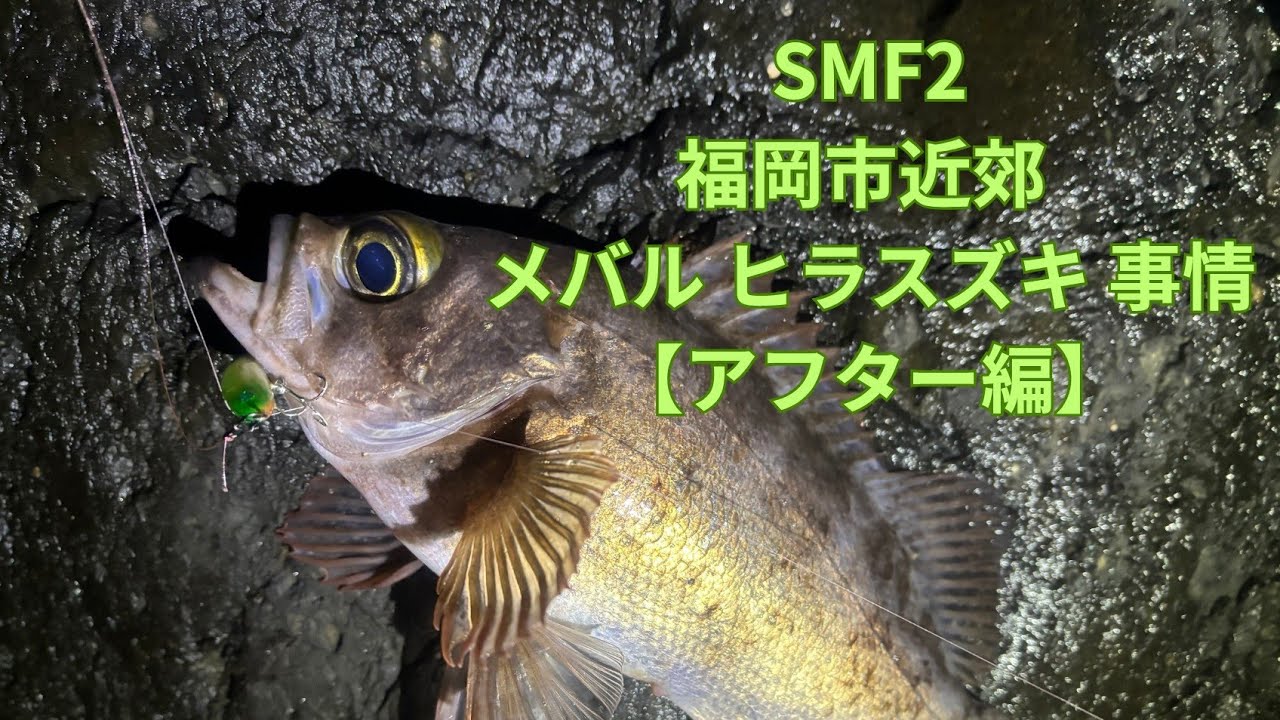 SMF2的　福岡市近郊メバル ヒラスズキ事情【アフター編】