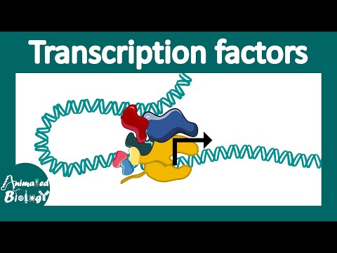 Video: Au bacteriile factori de transcripție?