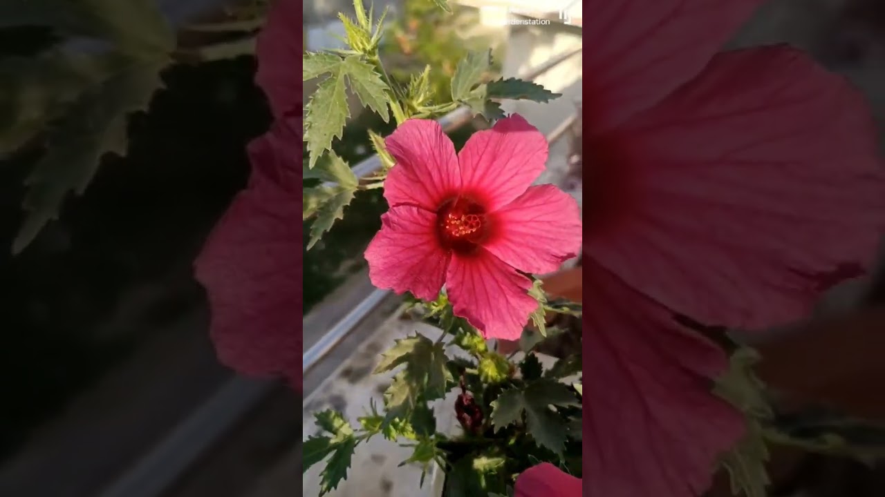 Kenaf hibiscus flowers