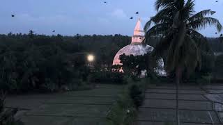 Bats Flying At Sunset In Sri Lanka