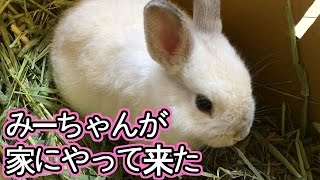 【生後2ヶ月】みーちゃんが家にやってきた【赤髪のとも】