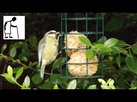 A Blue tit