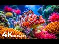 Underwater Wonders 4K | Marvel at Sea Animal in The Best Aquarium 🐳 Ocean Relaxation Film for Sleep
