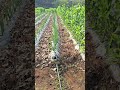 Policultivo 🍆🌽🧅🌱🌎🇬🇹#agriculturaregenerativa #ambiente