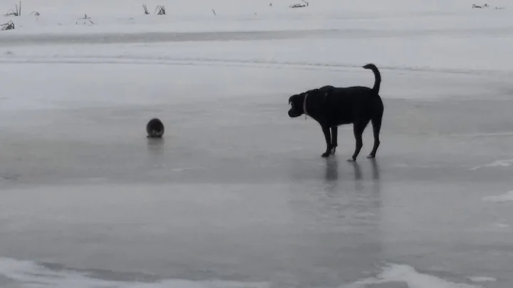 Muskrat Love