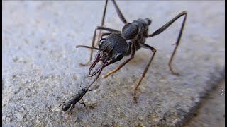 Bull ant vs bully ant