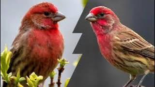 red house singing and chirping | red house finch song