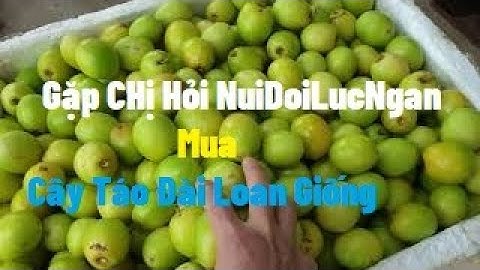 Ship Táo Gặp Chị Mua Cây Táo Giống Núi Đồi Lục Ngạn