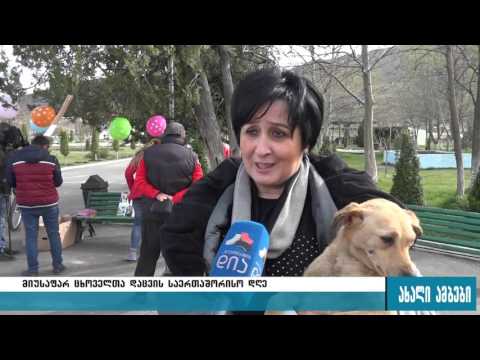 ლეკვების გაჩუქების აქცია გორში - 04.06.2016