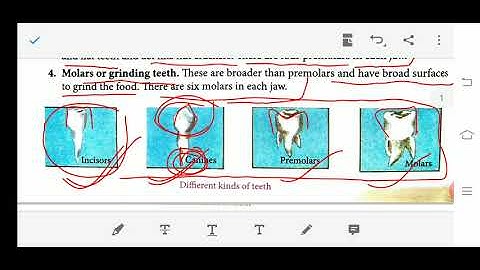 Class 4 science chapter 6 teeth and microbes about kinds of teeth and their functions