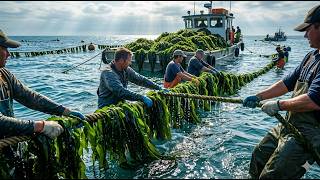 How Seaweed Is Farmed Processed Into Crispy Snacks Inside Modern Ocean Farming