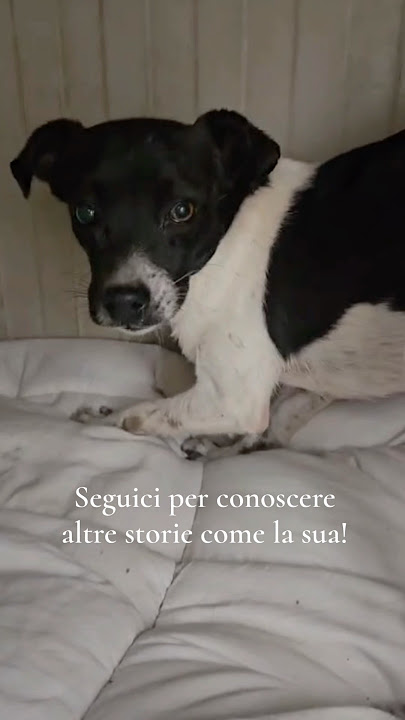 😞 IN 4 KG DI CORPO, PORTA IL PESO DI ANNI DI PAURA! 💔 | Cuore di Cane Odv #shorts #perte #dog