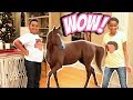 Notre cheval de pet  shiloh et shasha onyx enfants